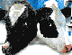 TUCOWS